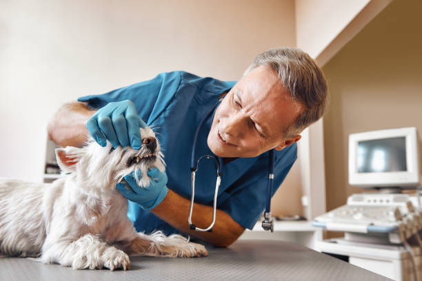 Best 24-Hour Emergency Dental Care in Somerville, TN